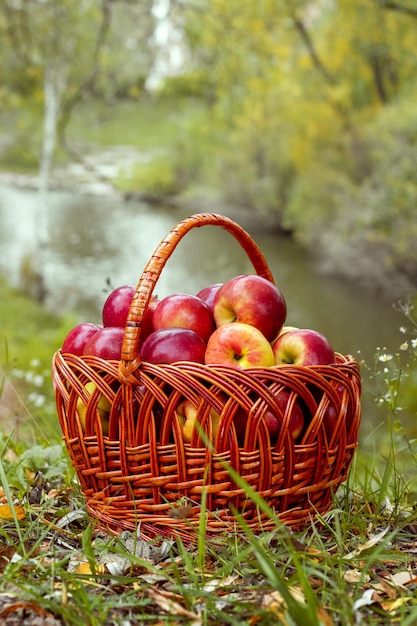 Mele rosse mature in un cesto vicino al fiume Raccolta delle mele