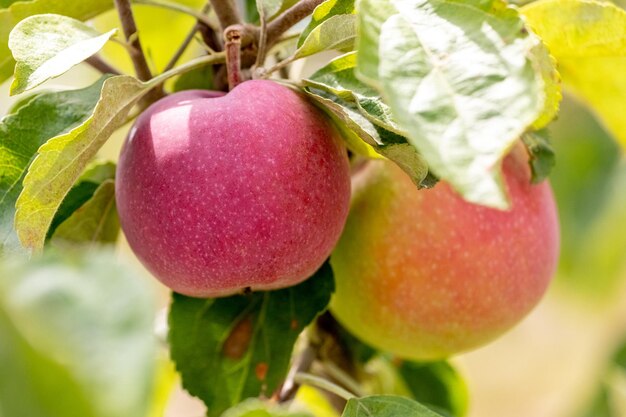 Mele rosse mature nel giardino su un albero Raccolto di mele