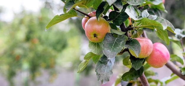 Mele rosse mature nel giardino su un albero Raccolto di mele