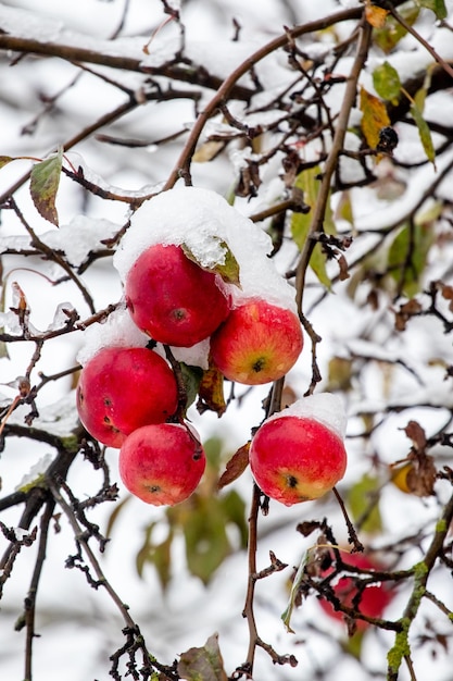 Mele rosse mature su un albero nella neve