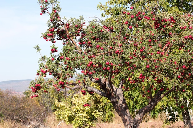 Mele rosse mature sul ramo di albero