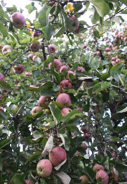 Mele rosse mature sul ramo di melo nel giardino