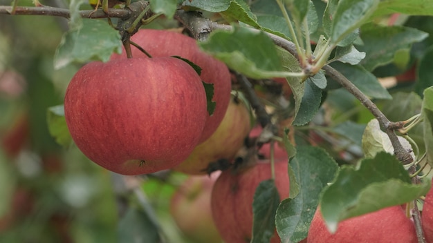 Mele rosse naturali sull'albero pronte per il raccolto.