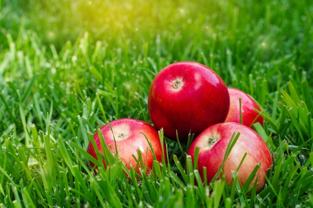 Mele rosse nell'erba umore autunnale cibo biologico e sano stile rustico mele appetitose chiudono...