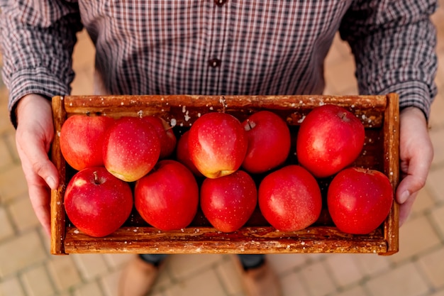 Mele rosse organiche mature fresche in una scatola di legno in mani maschili. Raccolto autunnale di mele rosse per cibo o succo di mela su uno sfondo di giardino. Raccolta di frutti. Cibo salutare.