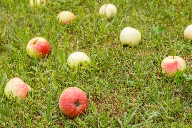 Mele rosse su erba verde nel frutteto. Mele mature cadute a terra nel giardino estivo.