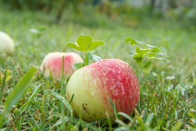 Mele rosse su erba verde nel frutteto