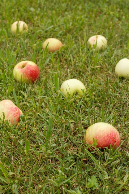 Mele rosse su erba verde nel frutteto.