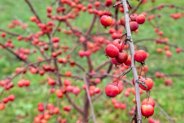 Mele rosse su un melo decorativo con foglie cadute nel giardino autunnale