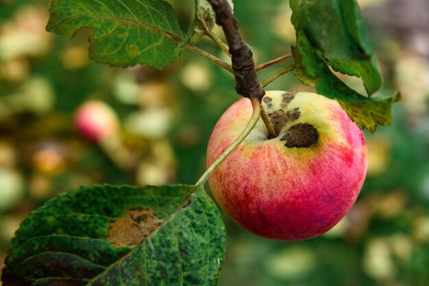 Mele rosse su un melo in autunno