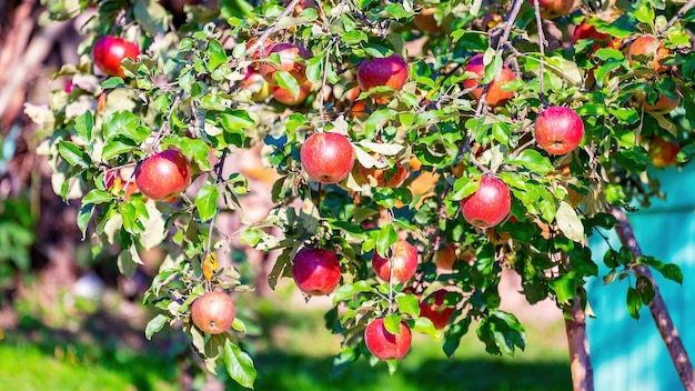 Mele rosse su un ramo di un albero di mele Harvest Soft sole