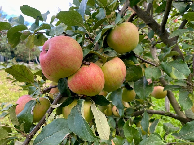 mele succose mature su un albero in giardino, raccolta di frutta autunnale