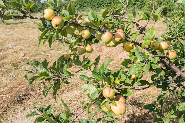 Mele sul melo dell'albero