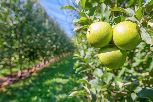 Mele verdi mature in frutteto, alberi di mele