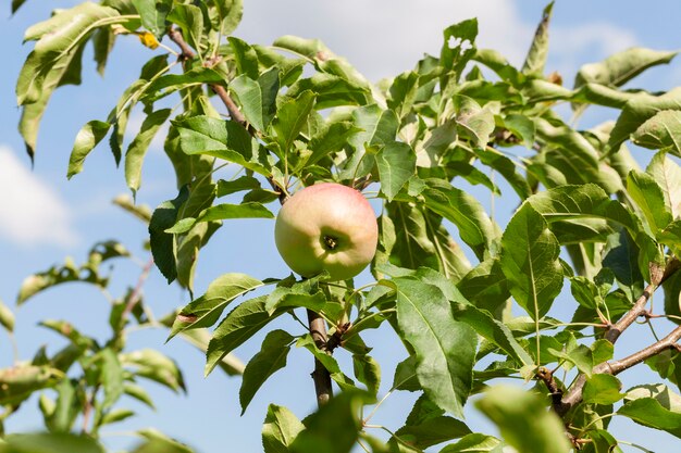 Mele verdi su un albero che cresce nel frutteto. Primo piano catturato foto. Piccola profondità di campo.