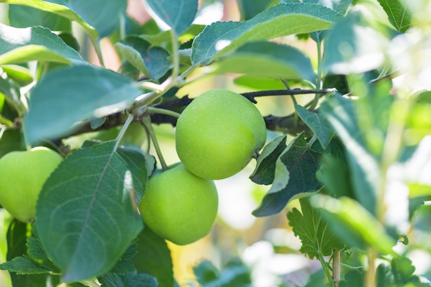 Mele verdi su un albero nel giardino.