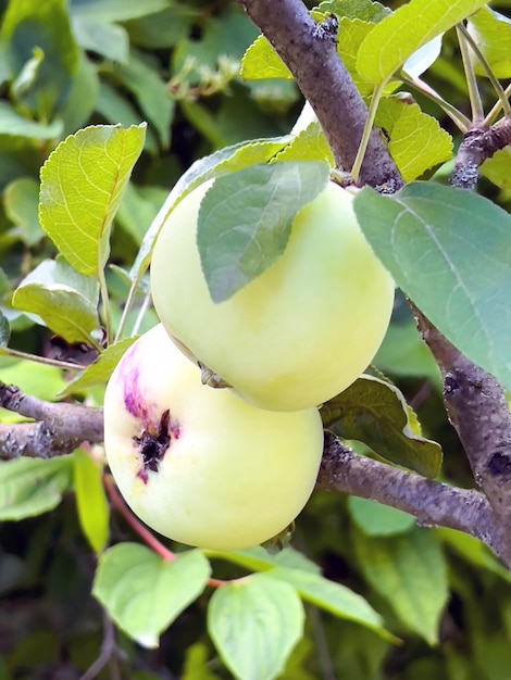 Mele verdi sul ramo di un melo in un giardino estivo