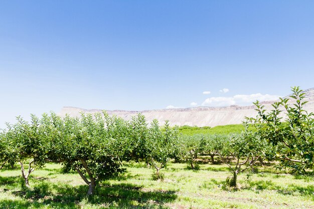 Meleto con vista sulle colline.