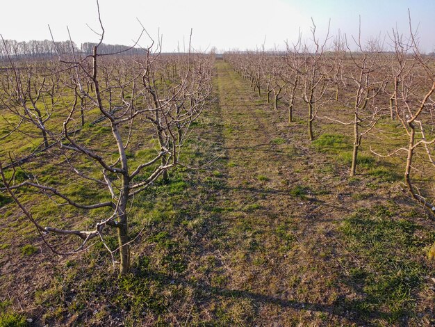 Meleto giovane in primavera