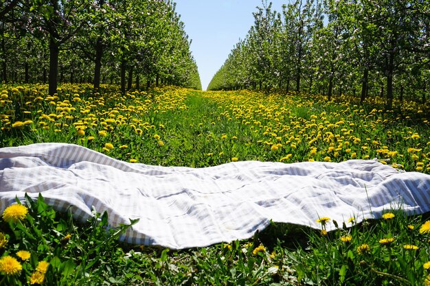 Meleto in fiore in primavera Campo di tarassaco nel frutteto di mele e tappetino da picnic