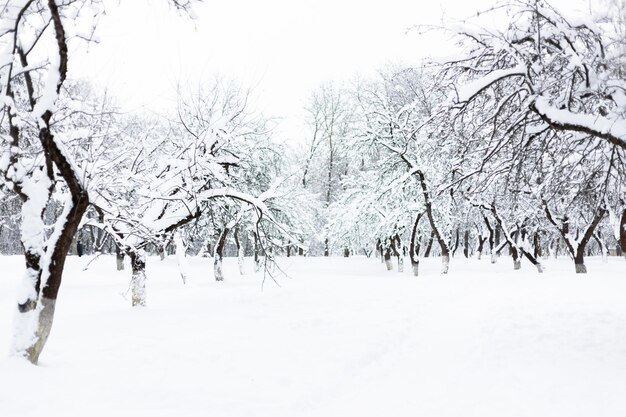 Meleto innevato in una gelida giornata invernale bellissimo sfondo naturale