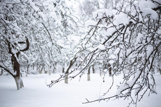 Meleto innevato in una gelida giornata invernale bellissimo sfondo naturale