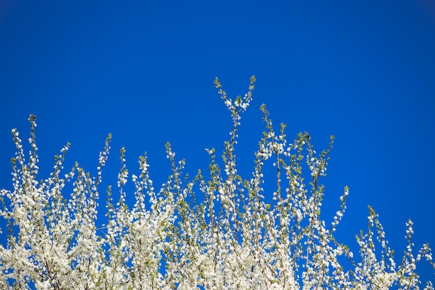 Meli a fioritura primaverile su uno sfondo di cielo blu sotto nella foto