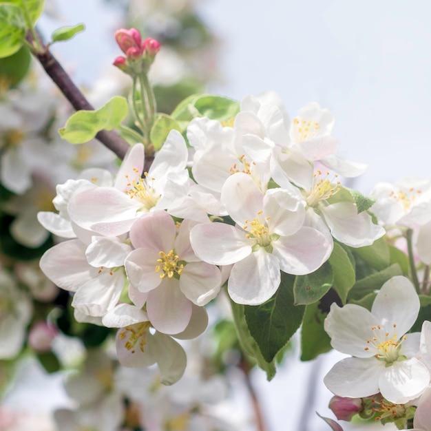 Meli in fiore bianchi alla luce del soleStagione primaverile