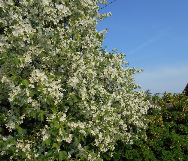 melo, acacia, fiori, in fiore, alberi, arbusti, bianco, luminoso, luce, bellezza, stagione