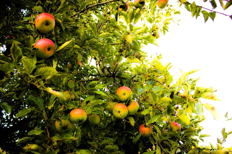 Foto melo autunnale mele su un albero raccolto autunnale giardino autunnale