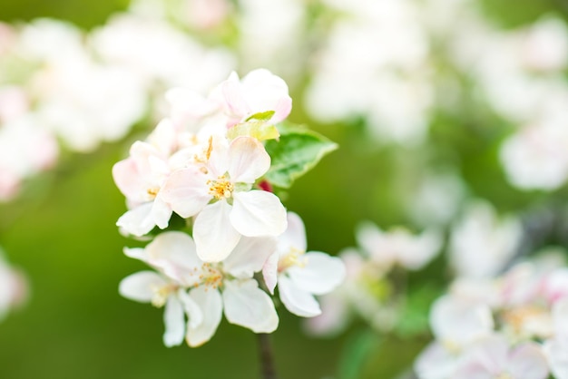 Melo colorato in fiore nei mesi primaverili. sfondo sfocato