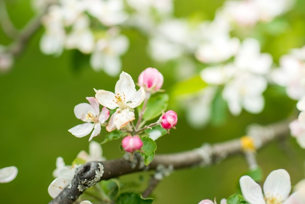 Melo colorato in fiore nei mesi primaverili. sfondo sfocato