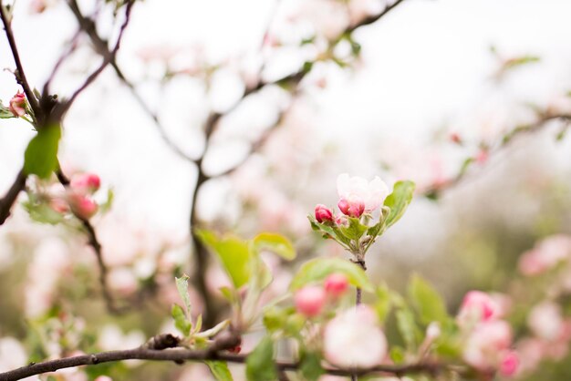 Melo colorato in fiore nei mesi primaverili. sfondo sfocato