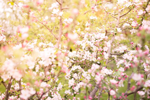 Melo colorato in fiore nei mesi primaverili. sfondo sfocato