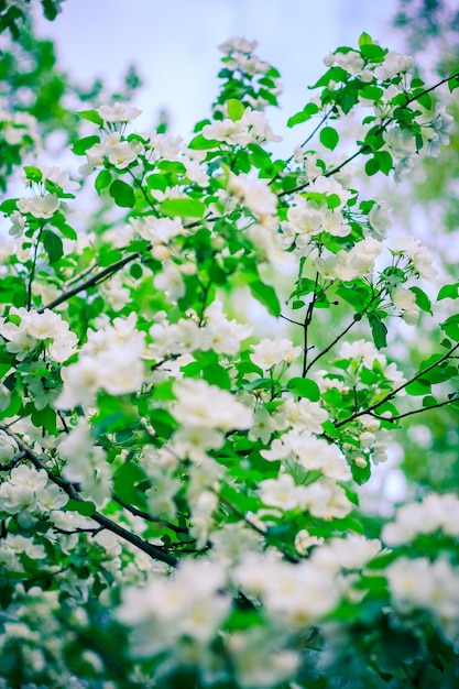 Melo con fiori bianchi e foglie verdi
