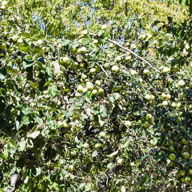 Melo con frutti di mela gialla matura in giardino