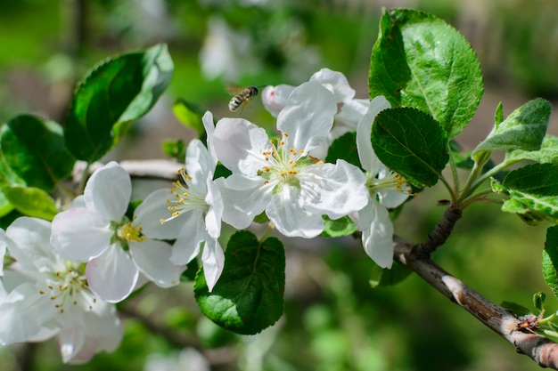 Melo dei fiori bianchi con l'ape