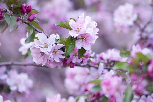 Melo di fioritura in primavera