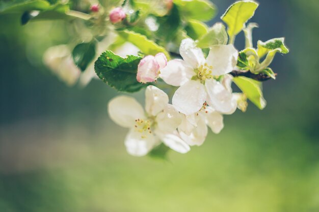 Melo di fioritura in primavera.