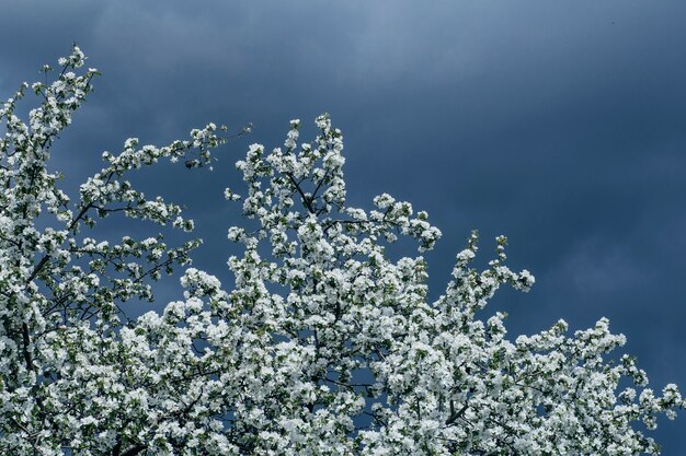 Melo di fioritura in primavera