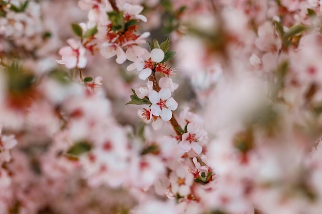 Melo di fioritura nel tempo di primavera.