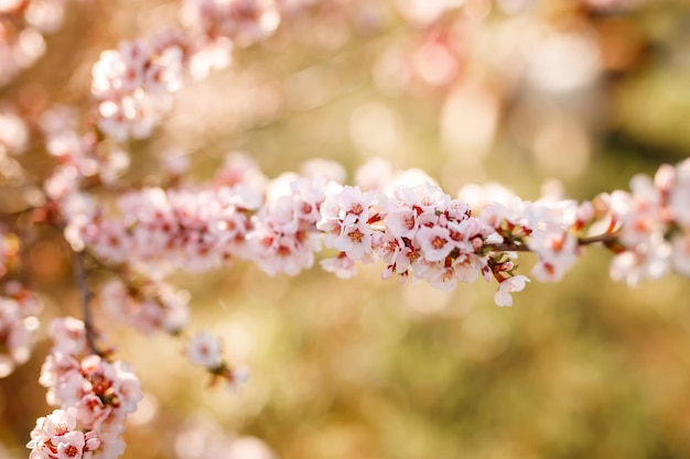 Melo di fioritura nel tempo di primavera.