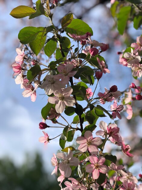 Melo e fiori di melo in primavera