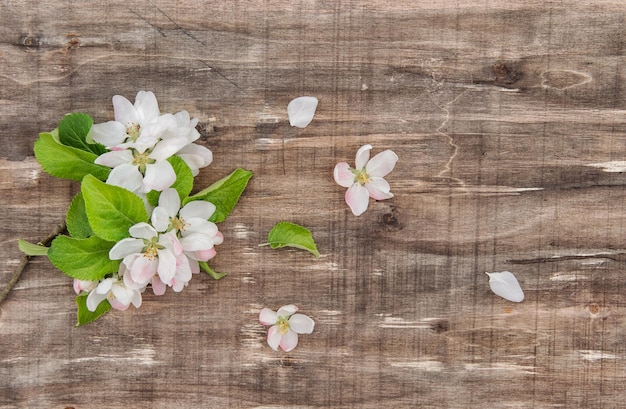 Melo fiore fiori primaverili in legno rustico sfondo