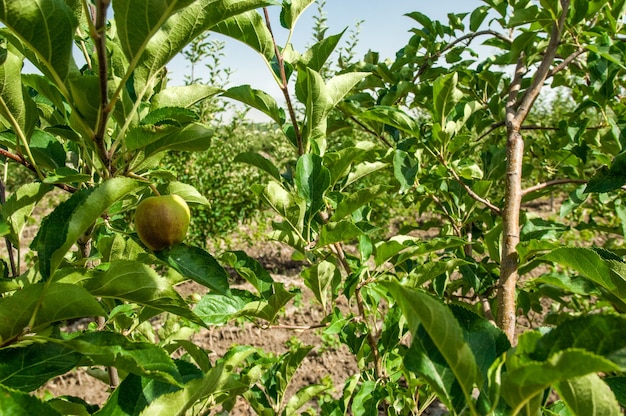 Melo fruttato e una mela su un primo piano dell'albero