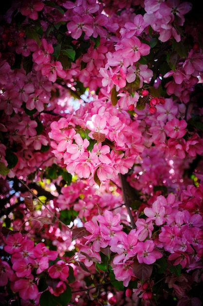 Melo giapponese in fiore con fiori rosaSfondo floreale luminoso