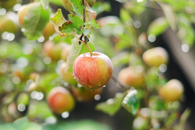 Melo in autunno. Ramo con mele frutta nella fattoria, primo piano dell'orto. Gocce di pioggia