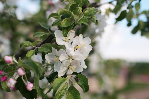 melo in fiore con fiori bianchi brillanti all'inizio della primavera