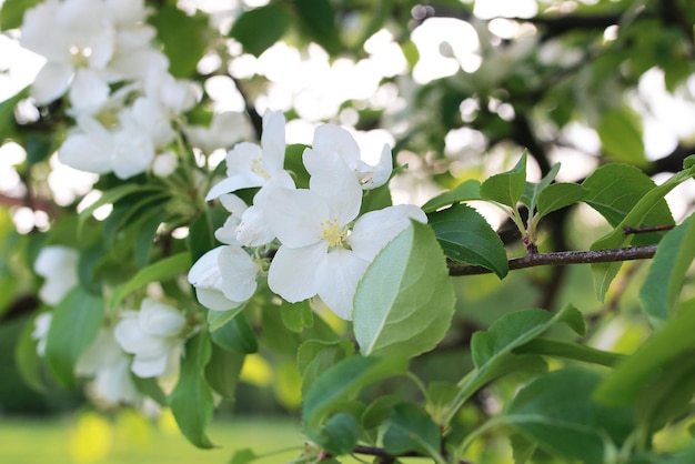 Melo in fiore con fiori bianchi luminosi all'inizio della primavera