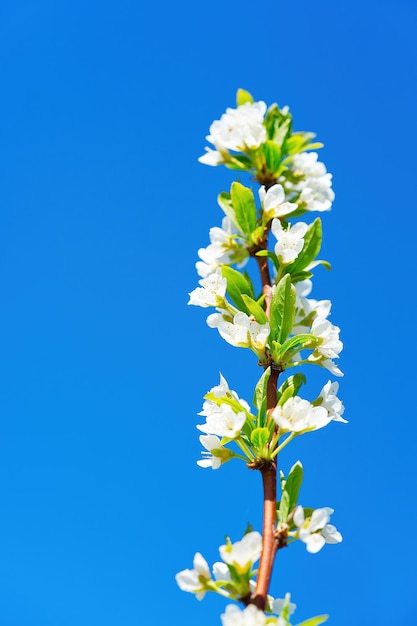 Melo in fiore contro il cielo molle e fiori bianchi sbocciano mela ramo sbocciante